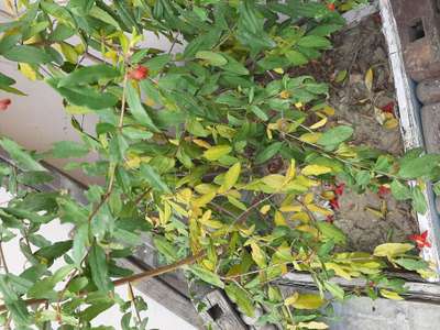 Nitrogen Deficiency - Pomegranate