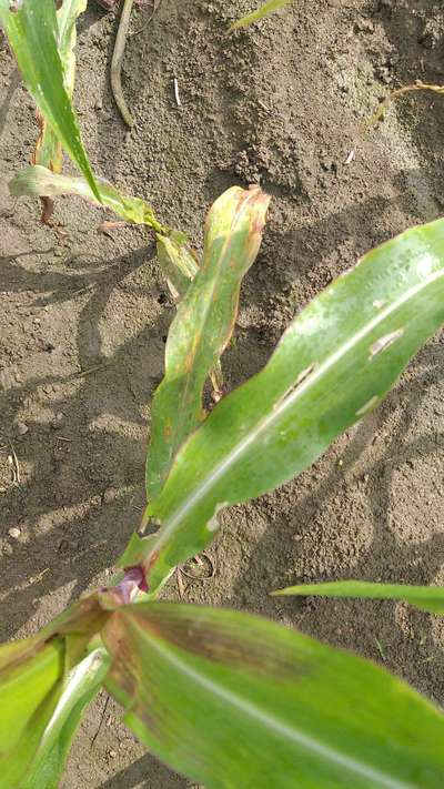 Bean Leaf Webber - Maize