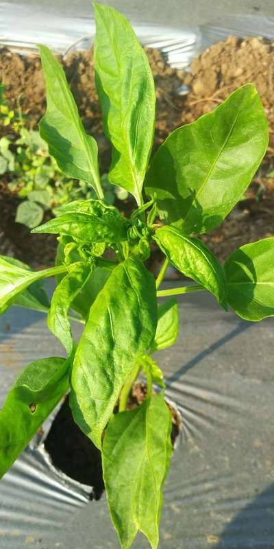 Broad Mite - Capsicum & Chilli