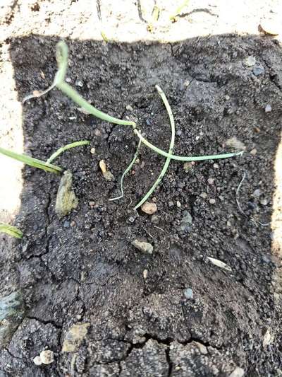 Damping-Off of Seedlings - Onion