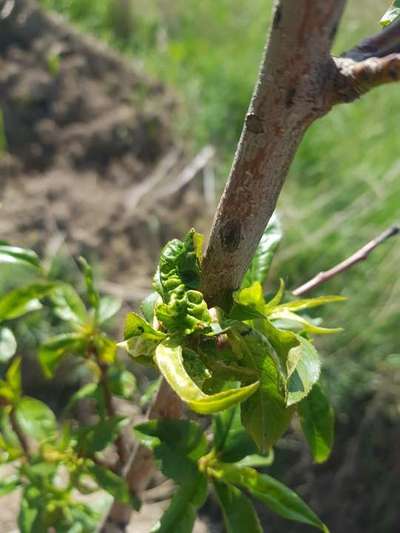 Peach Leaf Curl - Pear