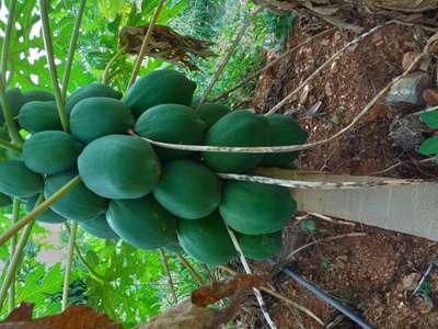 Healthy - Papaya