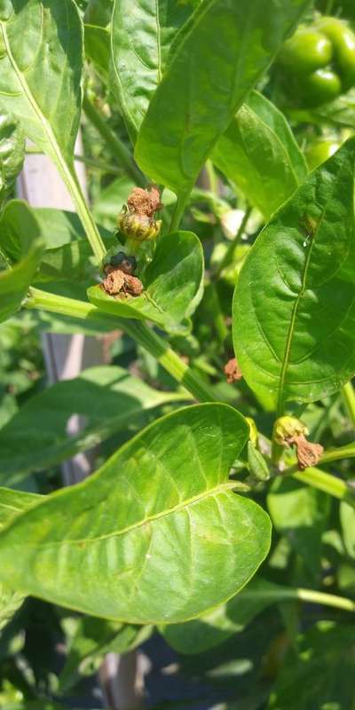 Chilli Thrips - Capsicum & Chilli