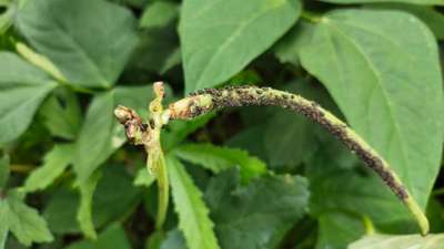 Aphids - Bean