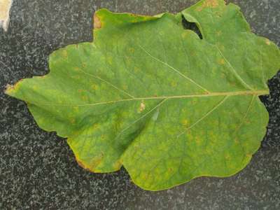 Nitrogen Deficiency - Brinjal