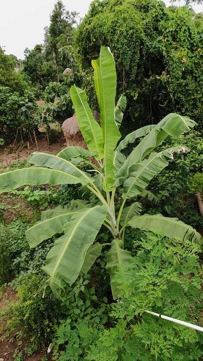 Boron Deficiency - Banana