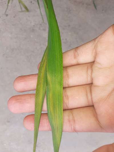 Nitrogen Deficiency - Wheat