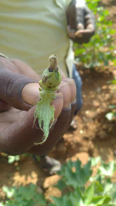 Boron Deficiency - Cotton