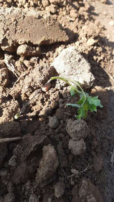 Foot and Collar Rot - Tomato