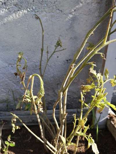 Podredumbre de las raíces por Fusarium - Tomate