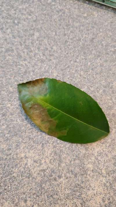 Citrus Variegated Chlorosis - Citrus