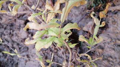 Spider Mites - Pomegranate