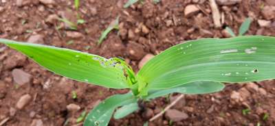 Fall Armyworm - Maize