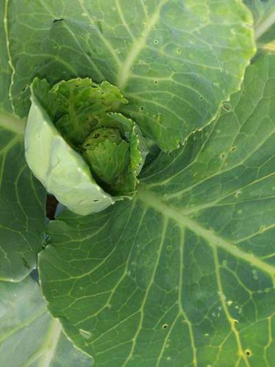 Diamondback Moth - Cabbage