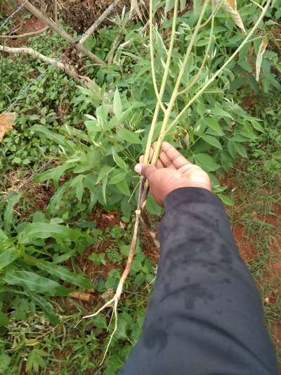 Stem Rot of Pigeonpea - Pigeon Pea & Red Gram