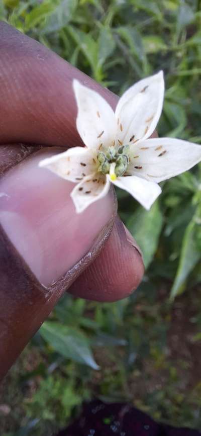 We faceing severe attack thrips in chilli crop Help me to found correct ...