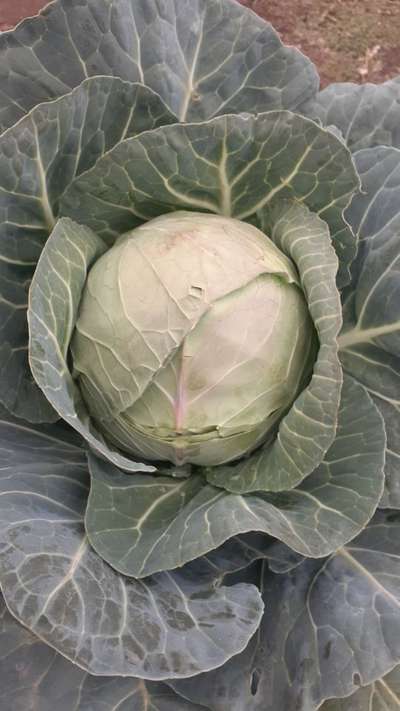 Boron Deficiency - Cabbage