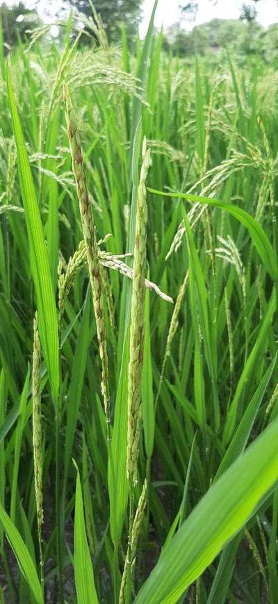 Bacterial Panicle Blight - Rice