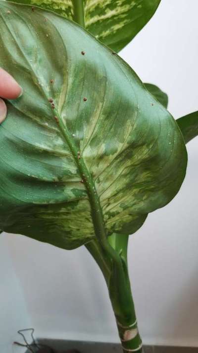Cochenille du Lierre - Aubergines