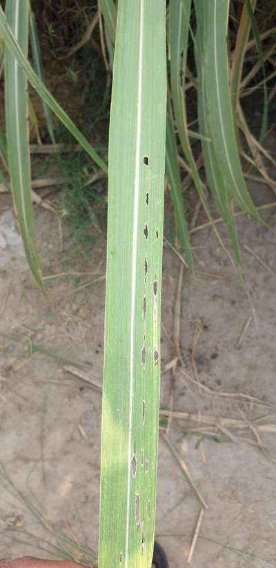 Yellow Stem Borer - Sugarcane