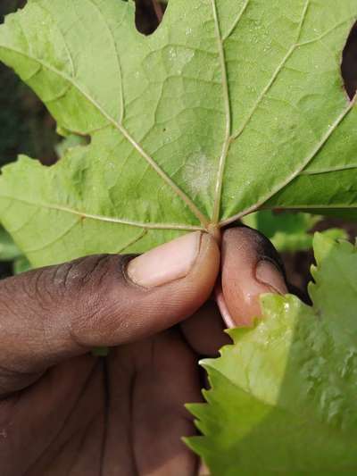 ದ್ರಾಕ್ಷಿಯ ಡೌನಿ ಮಿಲ್ಡ್ಯೂ - ದ್ರಾಕ್ಷಿ