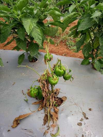 Bacterial Wilt - Capsicum & Chilli