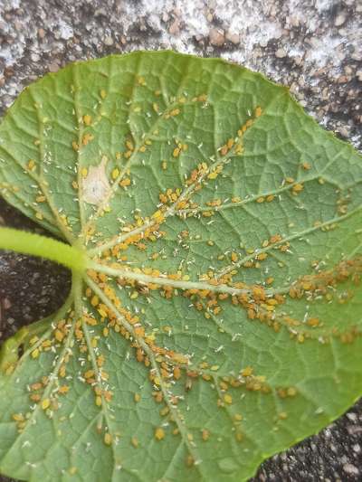 Aphids - Cucumber