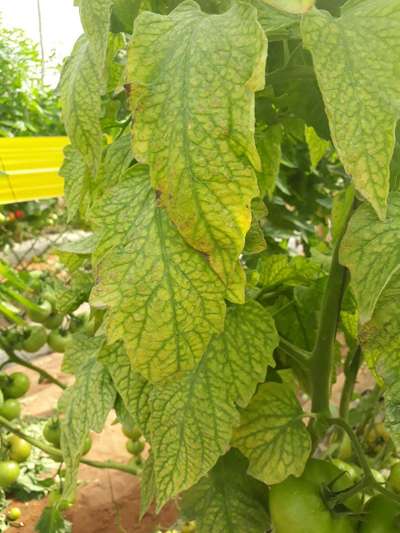 Carence en Fer - Tomates