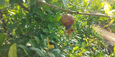 Bacterial Blight of Pomegranate - Pomegranate