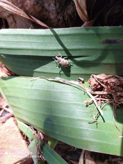 Pseudostem Weevil - Banana