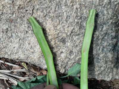 ಫುಸಾರಿಯಮ್ ವಿಲ್ಟ್ - ಟೊಮೆಟೊ