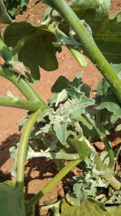 Little Leaf of Brinjal - Brinjal