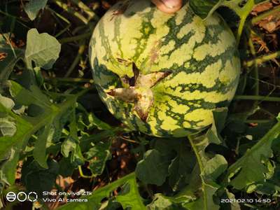 Boron Deficiency - Melon