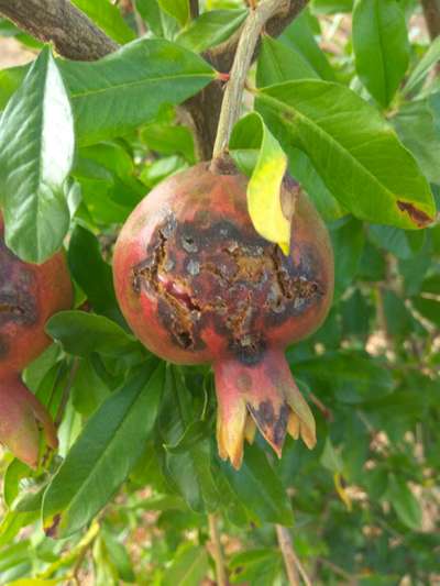 Bacterial Blight of Pomegranate - Pomegranate