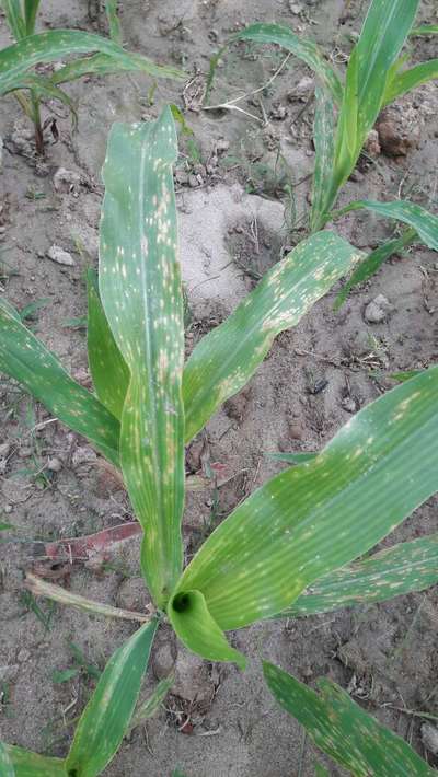 Magnesium Deficiency - Maize