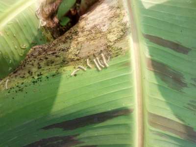 Castor Hairy Caterpillar - Banana