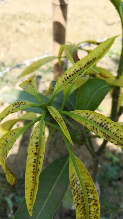 आम पर जीवाणु के कारण काला धब्बा (बैक्टीरियल ब्लैक स्पॉट) - आम