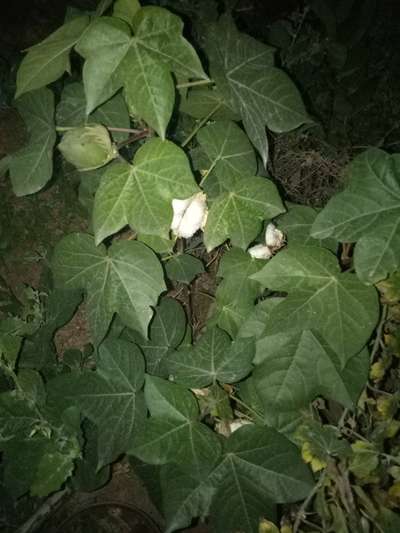 Spider Mites - Cotton