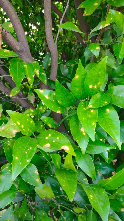 Anthracnose of Citrus - Citrus