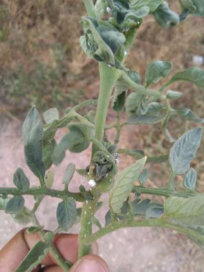 Mealybug - Tomato