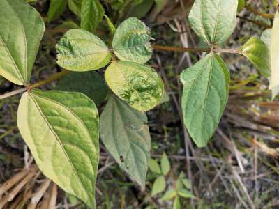 Spider Mites - Black & Green Gram