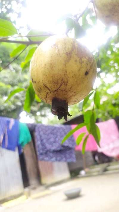 ফলের ফাটল রোগ - ডালিম