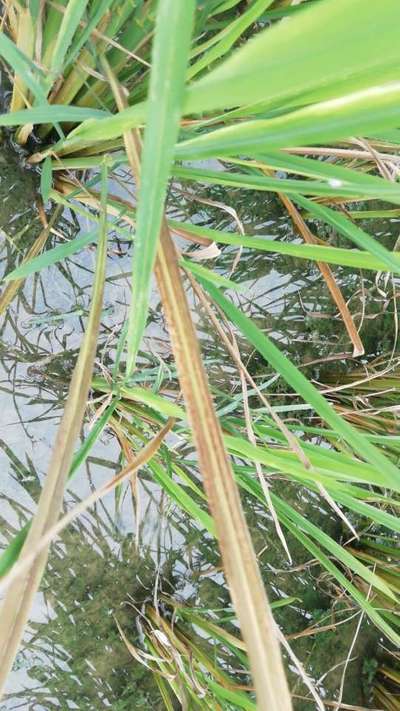 Iron Deficiency - Rice