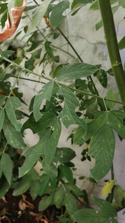 Leafcutter Bees - Pigeon Pea & Red Gram