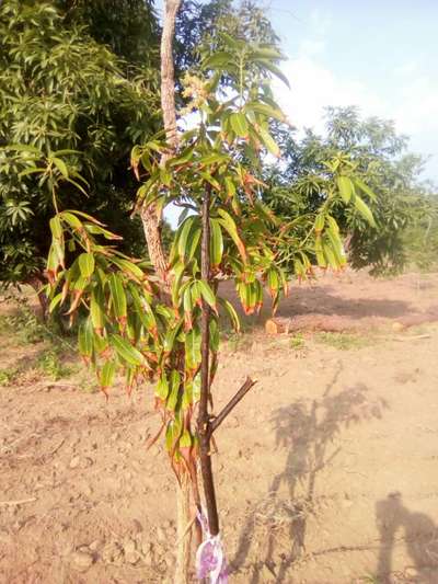 పొటాషియం లోపం - మామిడి