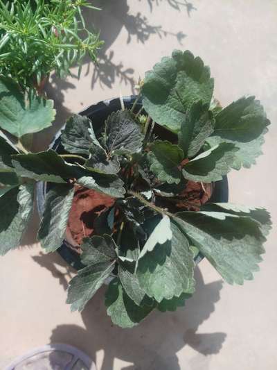 Powdery Mildew of Strawberry - Strawberry