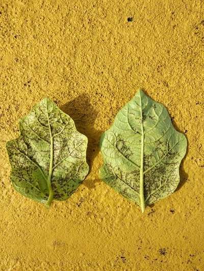 Spider Mites - Brinjal