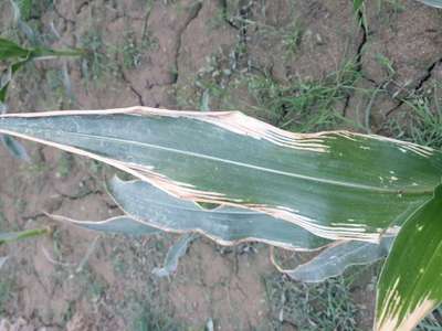 Maize Lethal Necrosis Disease - Maize