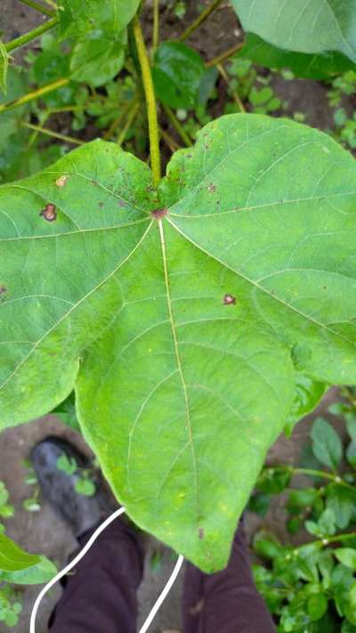 Cercospora Leaf Spot of Cotton - Cotton