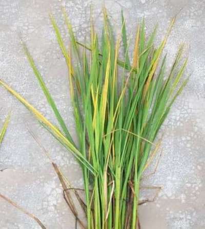 Bacterial Blight of Rice - Rice